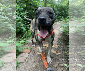 Hector *FOSTER NEEDED TOO! - Male Mastiff-Staffordshire Bull Terrier Mix Dog for Adoption - Photo #12
