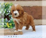 Small #1 Goldendoodle (Miniature)