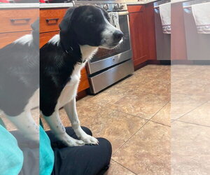 Cash - Male Collie-Retriever  Mix Dog for Adoption - Photo #5