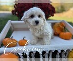 Puppy Holly Havachon