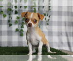 Small #1 Chihuahua