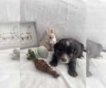 Puppy Romeo Goldendoodle (Miniature)