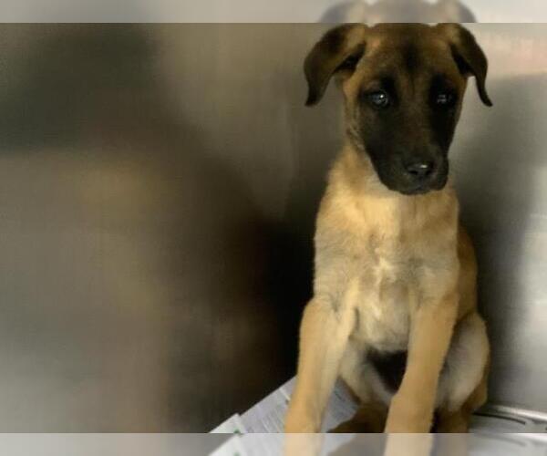 Medium Photo #1 German Shepherd Dog-Unknown Mix Puppy For Sale in Visalia, CA, USA