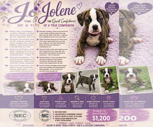 American Bulldog Puppy for Sale in MCDONOUGH, Georgia USA