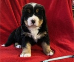 Small Photo #4 Bernese Mountain Dog Puppy For Sale in GREEN FOREST, AR, USA