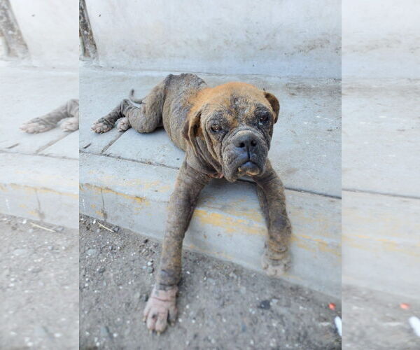 Medium Photo #4 Boxer-Unknown Mix Puppy For Sale in Newport Beach, CA, USA