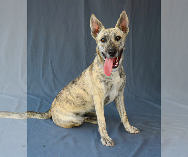 Medium Photo #2 German Shepherd Dog-Unknown Mix Puppy For Sale in Pasadena, CA, USA