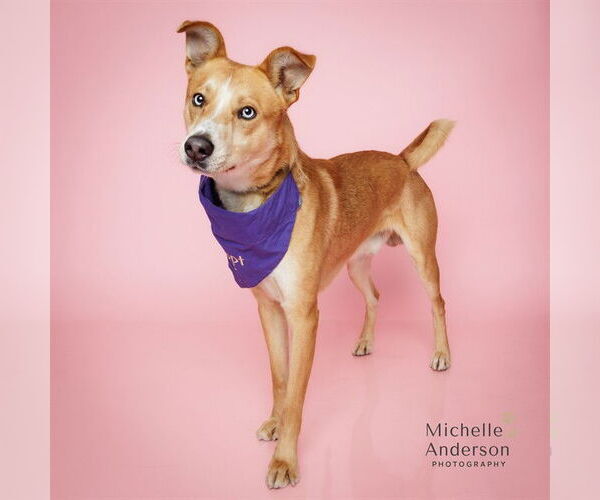 Medium Photo #2 Siberian Husky-Unknown Mix Puppy For Sale in Corona, CA, USA