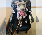 Small #7 American Pit Bull Terrier-Labrador Retriever Mix