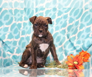 Boxer Puppy for sale in SHILOH, OH, USA