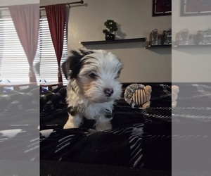 Yorkshire Terrier Puppy for sale in SCHERTZ, TX, USA