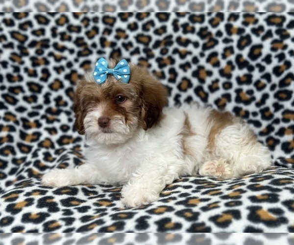 Medium Photo #7 Lhasa-Poo Puppy For Sale in LAKELAND, FL, USA