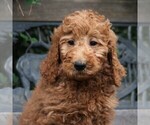 Small Photo #1 Poodle (Standard) Puppy For Sale in EAST EARL, PA, USA