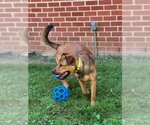 Small #1 German Shepherd Dog Mix