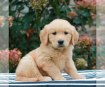 Maya - Female Golden Retriever Puppy for Sale - Photo #2
