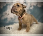 Small Photo #9 Bulldog Puppy For Sale in SPRING, TX, USA