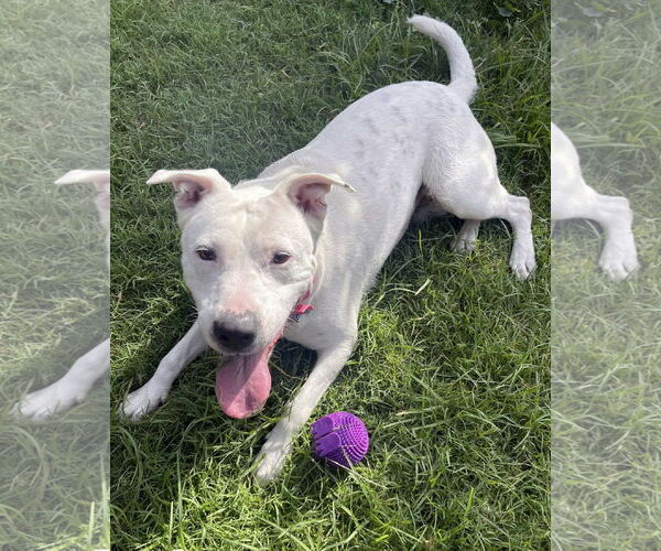 Medium Photo #8 American Pit Bull Terrier-Unknown Mix Puppy For Sale in Corona, CA, USA