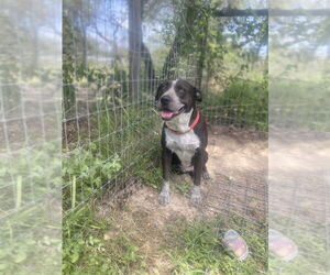 Summer - Female Mutt Dog for Adoption - Photo #2