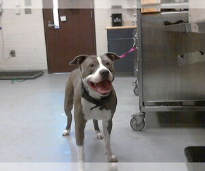 Mutt Dogs for adoption in Fayetteville, NC, USA