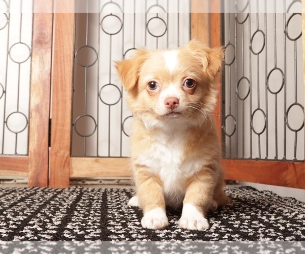 Medium Photo #1 Chihuahua Puppy For Sale in NAPLES, FL, USA