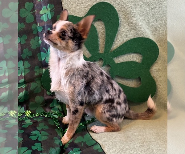 Medium Photo #6 Chihuahua Puppy For Sale in NEWVILLE, PA, USA