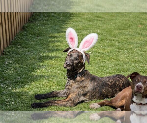 Medium Photo #20 Labrador Retriever-Unknown Mix Puppy For Sale in Silver Spring, MD, USA