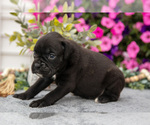 Small #4 Boxer