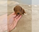 Image preview for Ad Listing. Nickname: Goldie Doodle