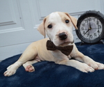 Small Photo #5 American Pit Bull Terrier Puppy For Sale in HONEY BROOK, PA, USA
