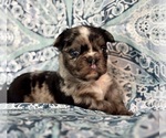Small #1 French Bulldog