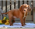 Small #3 Cavapoo