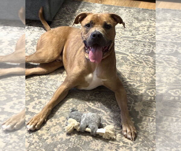 Medium Photo #3 Mutt Puppy For Sale in Oakhurst, NJ, USA