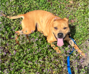 Chow Chow-Unknown Mix Dogs for adoption in Holly Springs, NC, USA