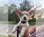 Small #1 Chiweenie