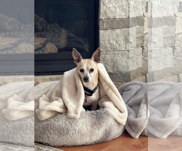 Medium Photo #1 Chihuahua-Unknown Mix Puppy For Sale in Aurora, CO, USA