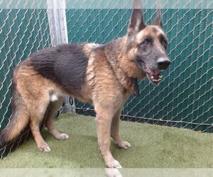 German Shepherd Dog-Unknown Mix Dogs for adoption in Downey, CA, USA