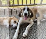 Small #5 Great Pyrenees Mix