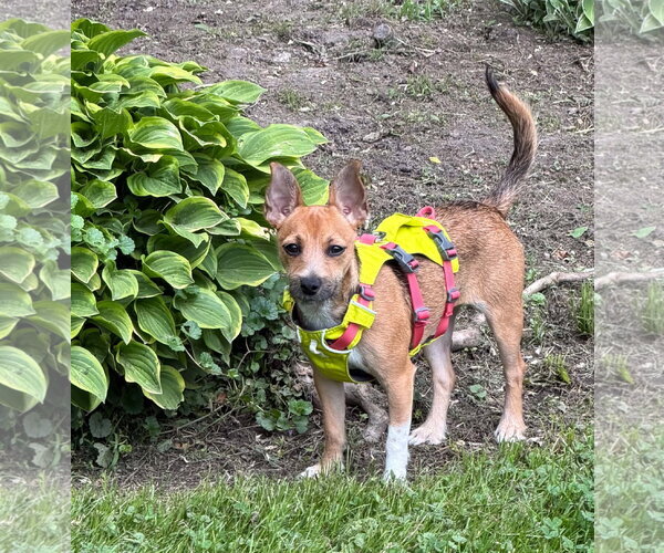 Medium Photo #3 Chihuahua-Norfolk Terrier Mix Puppy For Sale in Middlesex, VT, USA