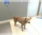Small American Pit Bull Terrier