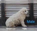 Small Photo #1 Great Pyrenees Puppy For Sale in PERALTA, NM, USA