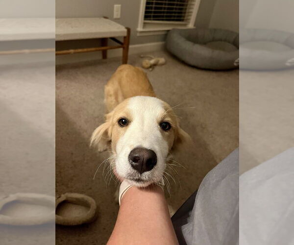 Medium Photo #2 Collie-Unknown Mix Puppy For Sale in Boston, MA, USA