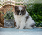 Small Photo #14 Pomeranian Puppy For Sale in SHILOH, OH, USA