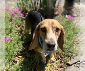 Beagle-Unknown Mix Dogs for adoption in Warrenton, VA, USA