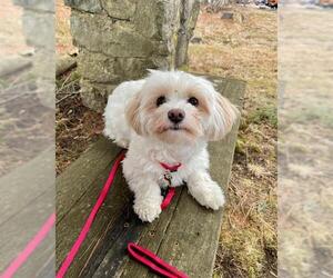 Malchi Dog for Adoption in Dedham, Massachusetts USA