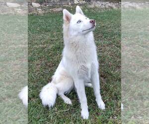 Mother of the Siberian Husky puppies born on 09/14/2022