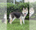 Small #5 Collie Mix