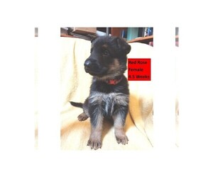 German Shepherd Dog Puppy for Sale in BUSHNELL, Florida USA