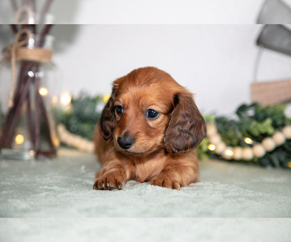 Medium Photo #9 Dachshund Puppy For Sale in GOSHEN, IN, USA