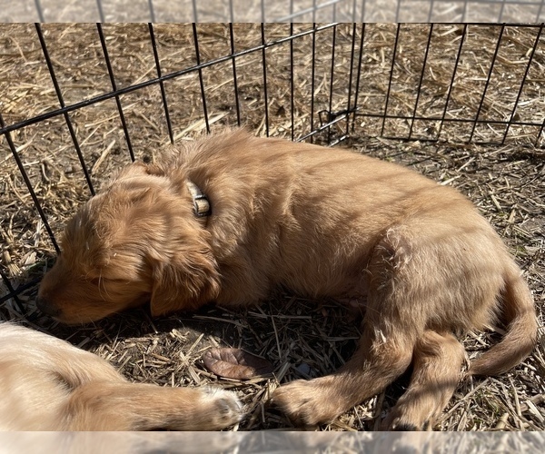 Medium Photo #11 Golden Retriever Puppy For Sale in SUMMERVILLE, SC, USA