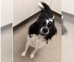 Small Cavalier King Charles Spaniel Mix